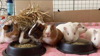 Baby Guinea pig kindergarten