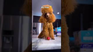 Meet my family ‍‍‍ #toypoodle #family #puppy #shorts