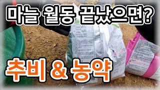 [마늘] 월동 끝났으면? 부직포 걷기 & 추비 & 농약 / 마늘 월동, 추비, 농약 / 양파 추비, 농약 – 농사일기