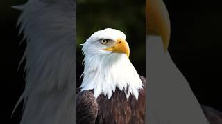 Eagle : Why is the bald Eagle america’s national bird? #animals #wildlife #shorts #shortvideo #eagle