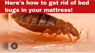 How to Get Rid of Bed Bugs in your Mattress [Detailed Guide]