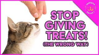 Treat Training Your Cat!