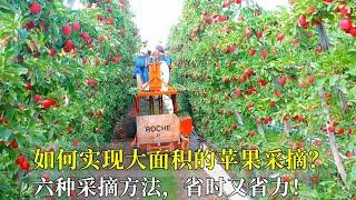 Six Different Ways to Pick Apples||如何實現大面積蘋果採摘？六種不同的方法，省時又省力！