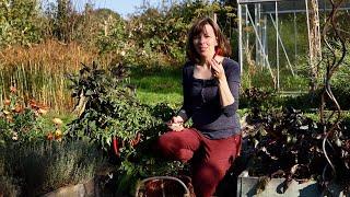 Abundant fall harvest from our no-dig permaculture kitchen garden and our food forest