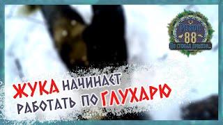 Регион 88 | Настораживаю путики. Жука начинает работать по глухарю
