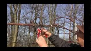 How to Prune & Train Grape Vines for Maximum Productivity | Late Winter Grape Care Tips