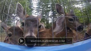 Fawns In Care at MARS Wildlife Rescue Centre