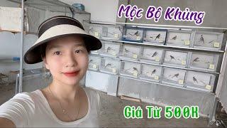 10-6. MỘC BỘ KHỦNG. GIÁ CHỈ 500K. CHIM LẠNG SƠN. HÀNG TUYỂN CHỌN TỐ CHẤT.