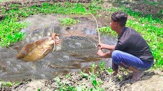 Fishing Video || Excellent fishing technique using shrimp || Amazing fish hunting || Village fishing