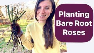 How to Plant Bare Root Roses