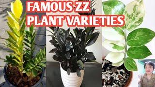 ZZ PLANT VARIETIES/ZAMIOCULCAS ZAMIIFOLIA SPECIES @margiepulido21