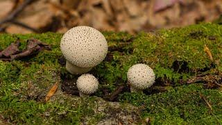 Introductory Mycology for the Curious Naturalist