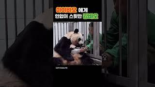 친정아빠보다 더 챙기는 강바오님ㅠㅠ넘 서윗행 #강바오 #아이바오 #푸바오 #루이바오 #후이바오 #aibao #fubao #ruibao #huibao #panda #해피엔딩푸