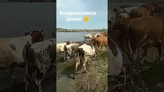 #ферма #фермерскоехозяйство #корова #быки #телята #озеро #природа #farm #farming #caw #calves #cute