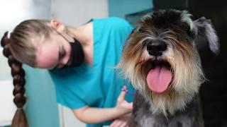 Mini Schnauzer Grooming (Scissors and Clippers Hairstyle)