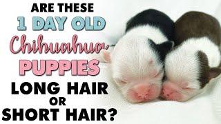 Puppies 1 day old! Will they be long coat or short? | Sweetie Pie Pets by Kelly Swift