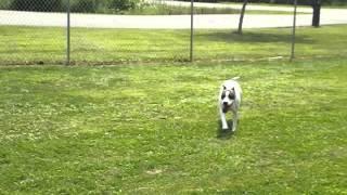 Bruno & Shelby part 5, 7-31-14