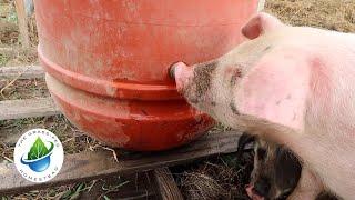 Training Pigs to Nipple Waterer