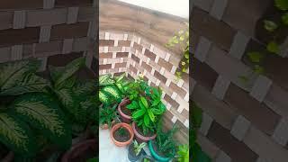 M koi esa geet gau