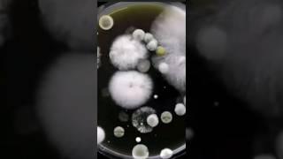 Fungus growing #timelapse #microbiology