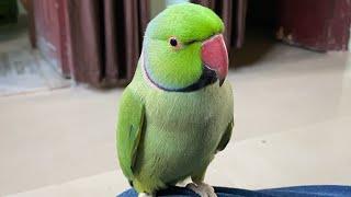 Indian Ringneck Parrot followed Mummy