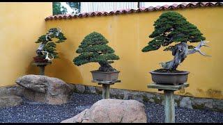 David Benavente Bonsai garden