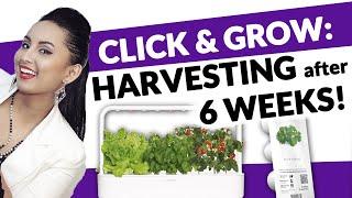 Click and Grow 9 Smart Garden: Harvesting After 6 Weeks (Episode 7)