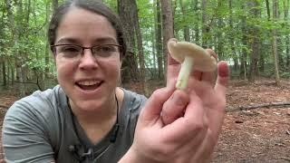 How to ID edible cracking green Russulas, Russula crustosa group