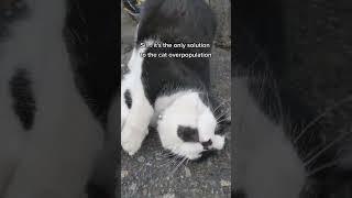 Why does this cat have 5 toes?  || beaglebitez - cute pet videos