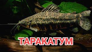 ТАРАКАТУМ. СЕКРЕТЫ СОДЕРЖАНИЯ, УХОДА И РАЗМНОЖЕНИЯ