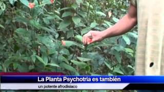 Psychotria