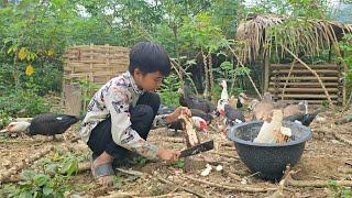 Poor boy - Vegetable garden care | New gardening | Cooking | Cooking for pigs