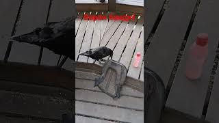 Ворон тырит рюкзак#лайфхак #ржака #смех #позитив #ворон #смелый