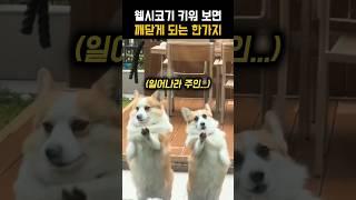 웰시코기 키우면 겪게되는 일 #강아지