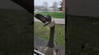 Angry Goose!