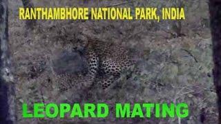 Rare Footage LEOPARD MATING. In Ranthambhore by vipul jain guide & Local tour operator