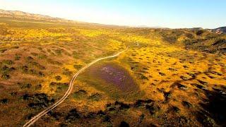 Cinematic FPV - Flying Over An Epic Carrizo Plain Superbloom 2023 - 4K (Part 1/4)