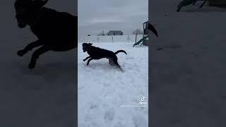 Young black lab who loves the snow and playing fetch