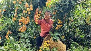 Harvest lychee garden to bring to market l Lý Thị Sai