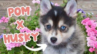 POMSKY Owner's Guide | Pomeranian Husky Mix Breed