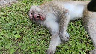 Long tailed Macaque | tragically killed | Bernam Jaya | North South Highway ~ Mahalo_JC