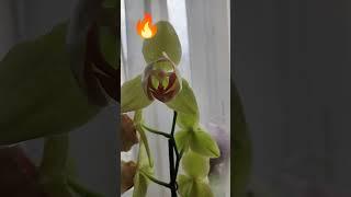 Потрясающая орхидея summer bright️ #2025 #orchid #обзор  #цветы #original