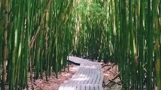 Haleakala National Park bamboo forest hike in Hawaii - Pipiwai Trail: Best Maui hikes!