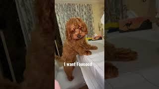 Ready to Melt?! The most adorable puppy you have ever seen! #cutepuppy #dog #shorts