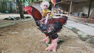 Bibu has time to play and enjoy watching Chickens at the farm with Dad!