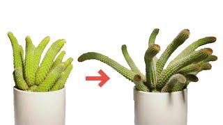 Grow Aporocactus flagelliformis Time-lapse  Day1 - Day60  grow cactus Disocactus flagelliformis