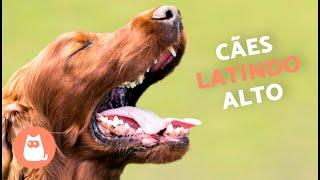 Cachorros LATINDO ALTO  (Veja como seu CÃO REAGE)