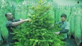 Decorate your Living Room with Fresh Christmas Tree | Dubai, UAE.