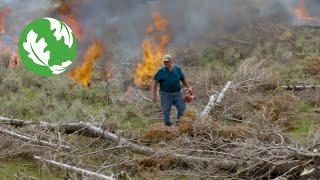 Fire and Thinning Keep Trees from Invading the Sagebrush Sea