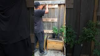 I turned my fence into beautiful vertical garden